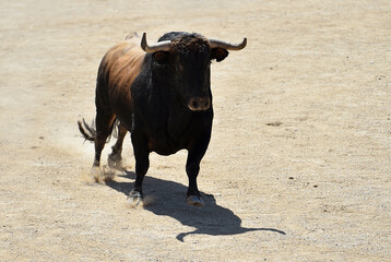 un toro bravo español corriendo en una plaza de toros