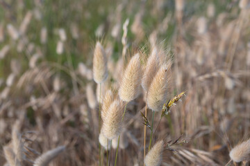 Lagurus ovatus, dit 