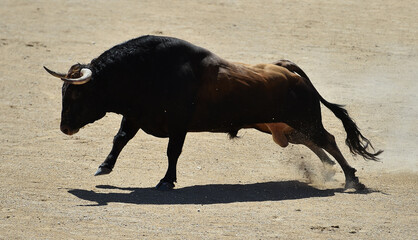 un toro bravo español corriendo en una plaza de toros
