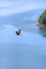 水面を飛ぶトビ