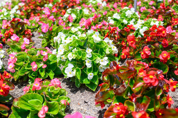 花壇に植えられた色とりどりのベゴニア