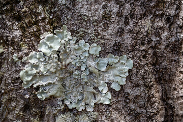 樹皮に育つ地衣