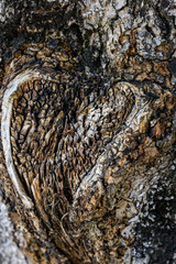 Naklejka premium ハート形の樹皮