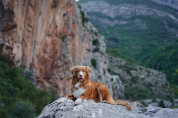 A Nova Scotia Duck Tolling Retriever dog lounges on a stone, overlooking a vast valley with towering cliffs in the background.  © Anna Averianova
