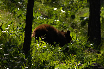 Brown bear cub in nature. © Elizabeth