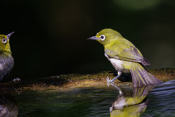 泉で水浴びをする可愛いメジロ（メジロ科）の幼鳥の群れ。

日本国神奈川県秦野市、弘法山公園、権現山バードサンクチュアリにて。
2022年7月撮影。

A flock of lovely juvenile Japanese White Eye (Zosterops Japonica) bathing in a spring.
