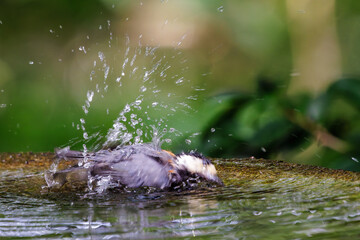 Fototapeta premium 泉で水浴びをする可愛いヤマガラ（シジュウカラ科）。日本国神奈川県秦野市、弘法山公園、権現山バードサンクチュアリにて。 2022年7月撮影。A lovely Varied Tit (Sittiparus varius) bathing in a spring. 