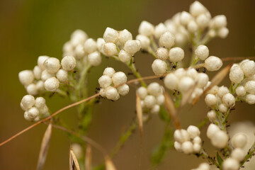 close up of a white flower