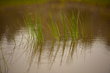 reeds in the water