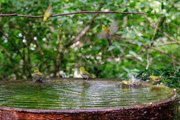 泉で水浴びをする可愛いメジロ（メジロ科）の幼鳥の群れ。

日本国神奈川県秦野市、弘法山公園、権現山バードサンクチュアリにて。
2022年7月撮影。

A flock of lovely juvenile Japanese White Eye (Zosterops Japonica) bathing in a spring.
