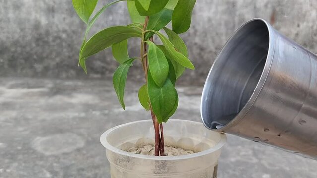 Water adding in plant for growth. Seedling plant of Java plum growing in disposal glass.