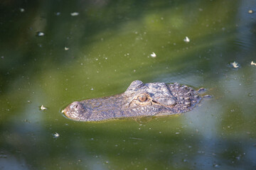 alligator nageant dans un marais en Floride