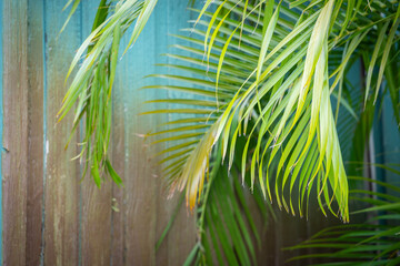 plante tropicale devant une vieille palissade en bois de couleur bleue, texture graphique pour arrière plan