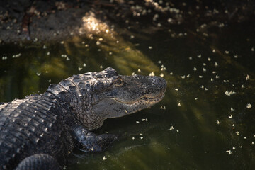 alligator nageant dans un marais en Floride