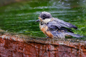 泉で水浴びをする可愛いヤマガラ（シジュウカラ科）の幼鳥。

日本国神奈川県秦野市、弘法山公園、権現山バードサンクチュアリにて。
2022年7月撮影。

A lovely juvenile Varied Tit (Sittiparus varius) bathing in a spring.
