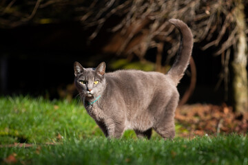 Grey and friendly outside cat.