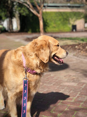 Happy Dog: Golden Retriever