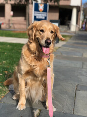 Happy Dog: Golden Retriever