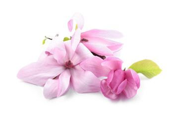 Obraz premium Beautiful pink magnolia flowers isolated on white
