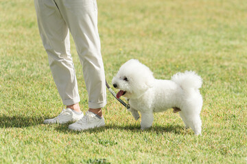 犬の散歩・散歩・外気浴をする飼い主とビションフリーゼ
