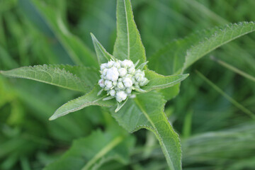 Wild quinine wildflower florets at Miami Woods in Morton Grove, Illinois