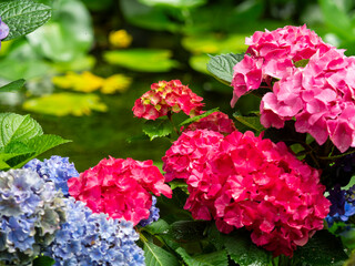水辺に咲く赤色の紫陽花