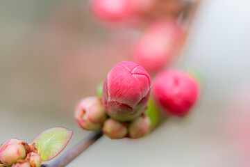 Budding cherry blossoms in the spring of 2024.