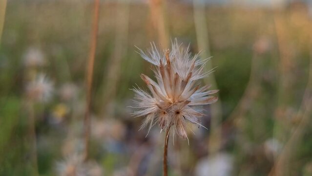 dandelion flowers in the bush