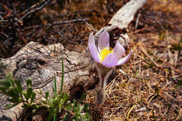 Purple Pasqueflower Blooming on the Forest Floor in Spring in the Colorado Rocky Mountains