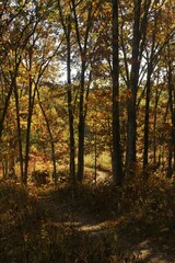 Dirt path through autumn woods