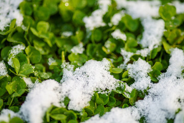 雪に覆われたクローバー