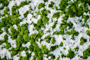 雪に覆われたクローバー