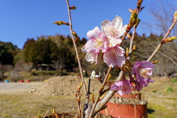 春の訪れを知らせる梅の花
