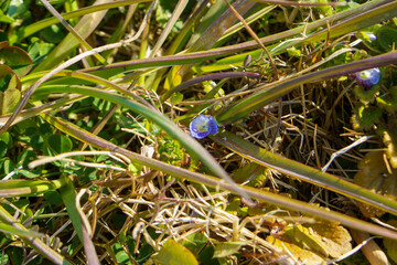草の中に咲く小さな青い花