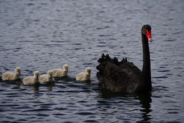 Baby swan cygnets swimming on a lake with their mother