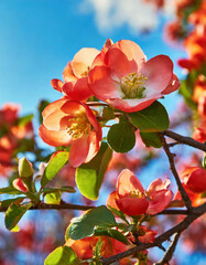 Blooming blossoming branches of Japanese quince or Maule's quince in the springtime