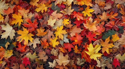 Fototapeta premium Maple leaves abundance during the fall