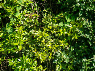 Leaves background. Wall of greenery. Landscape solution.