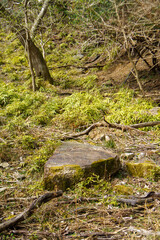 山の中の苔むした岩
