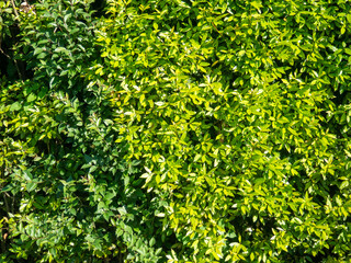 Obraz premium Leaves background. Wall of greenery. Landscape solution.