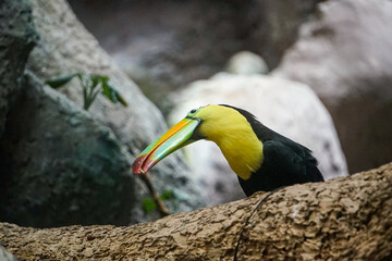 tucan
