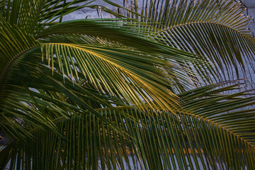Naklejka premium hojas de palmera