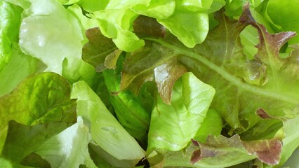 Crisp and colorful, this salad showcases a medley of lettuce varieties - Green Oak, Red Oak, Red Coral, and Butterhead. The vibrant greens pop, inviting you to savor their fresh crunch.
