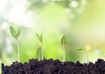 Young plant out of soil on nature background