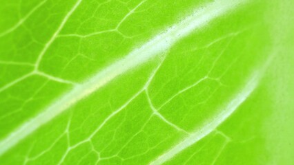 A close-up of the Romaine Lettuce leaf reveals a mesmerizing network of veins, a testament to its...