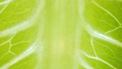 Behold the close-up of a Romaine Lettuce leaf, where the vibrant green is punctuated by a...