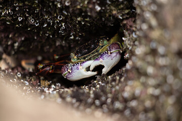 close up of a crab between rocks