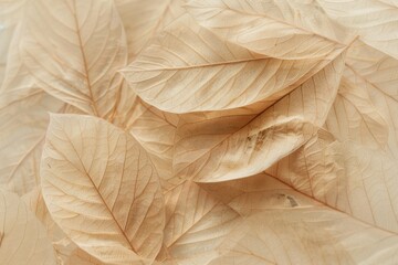 Leaves in shades of beige and brown