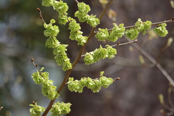 Closeup of an American elm branch in springtime
