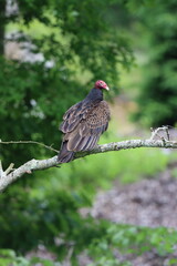 A turkey vulture sitting on a branch